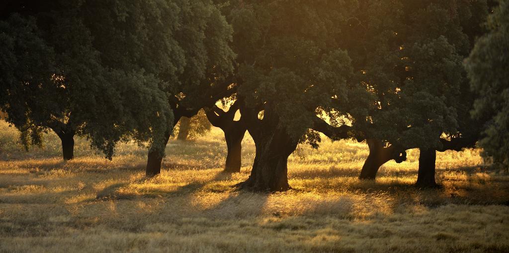 Herdade Das Barradas Da Serra Grandola Exterior photo