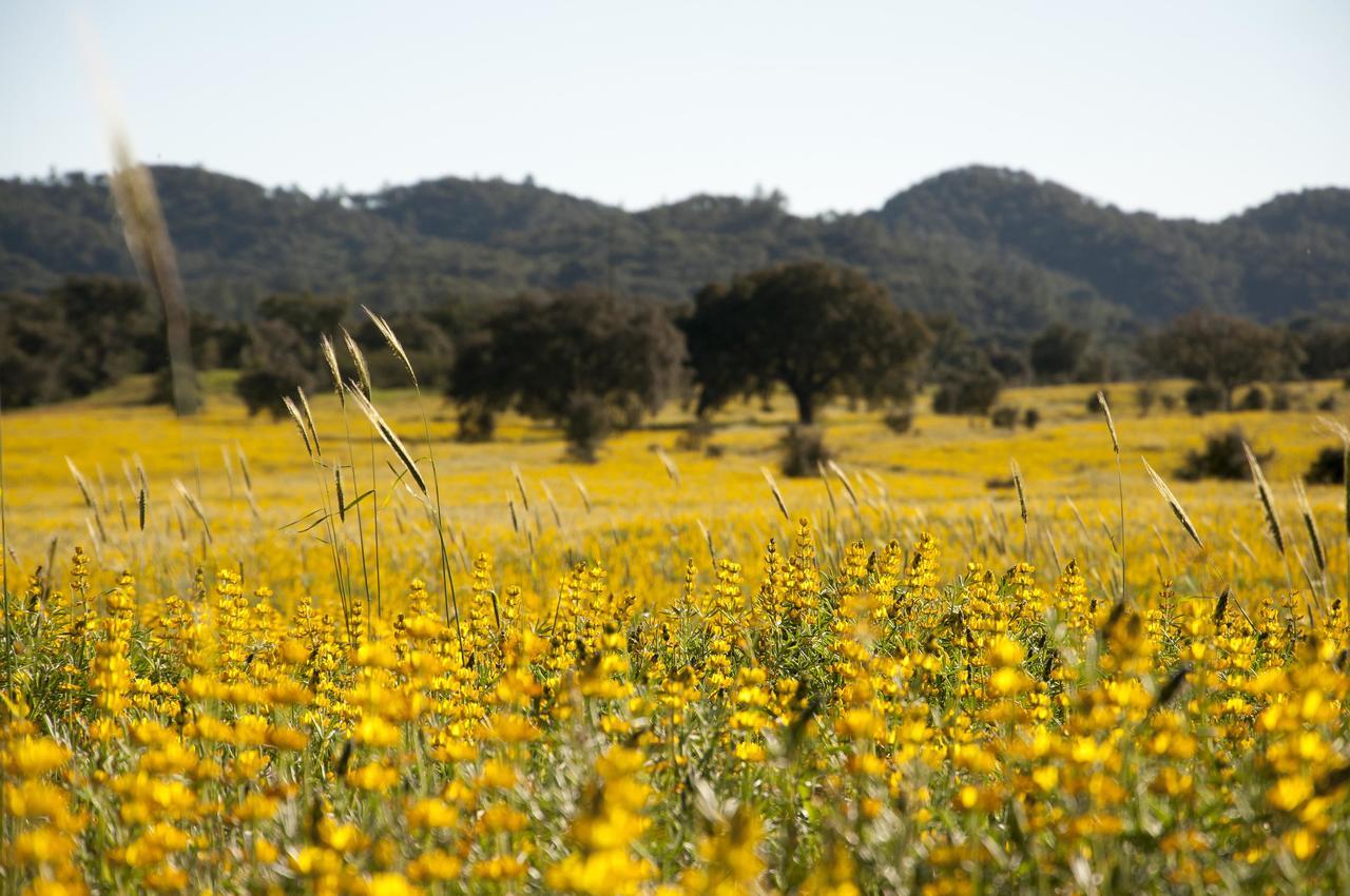 Herdade Das Barradas Da Serra Grandola Exterior photo